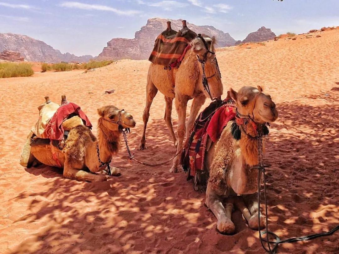 Bed and Breakfast Bedouin Memories Camp Wadi Rum Exterior foto